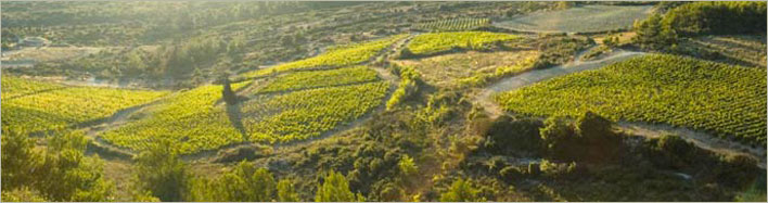 Terroir Vignes du Domaine de Cantaussel Terroir Vignes du Domaine de Cantaussel