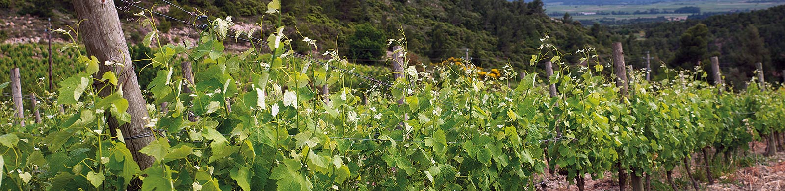 Vignes du Domaine de Cantaussel - Minervois